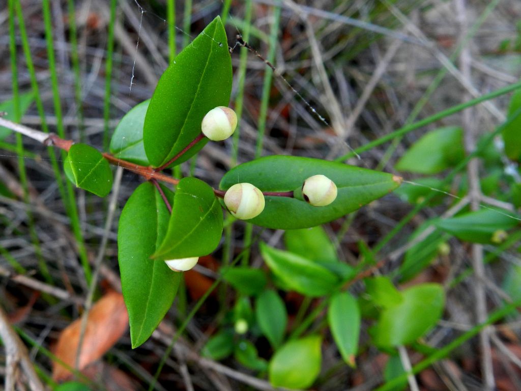 Myrtus communis